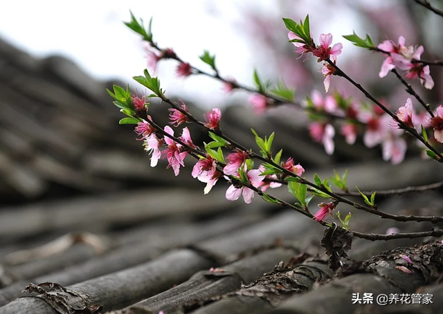 桃花的资料（带你一起去了解桃花的两系五类）