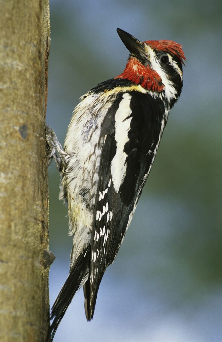 啄木鸟为什么要不停地啄树,你以为它只是在找吃的吗?