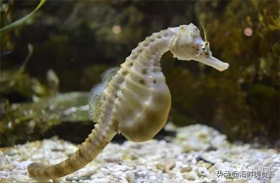 市场常见的102种海鲜，肉质鲜美，营养丰富，你们吃过几种？