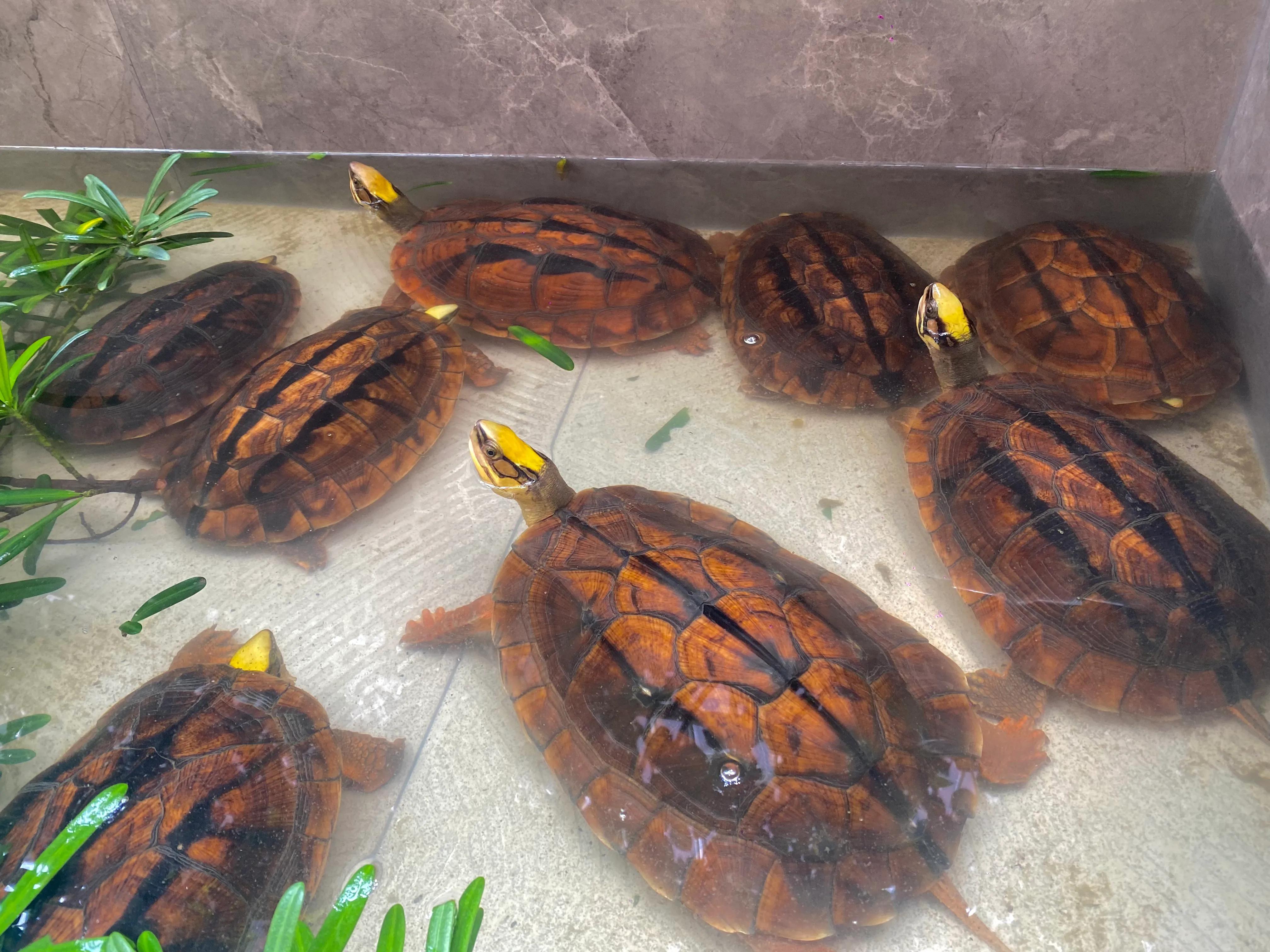 上有着三条浓墨般背线,海南种金钱龟和越南种金钱龟外观有一定的区别