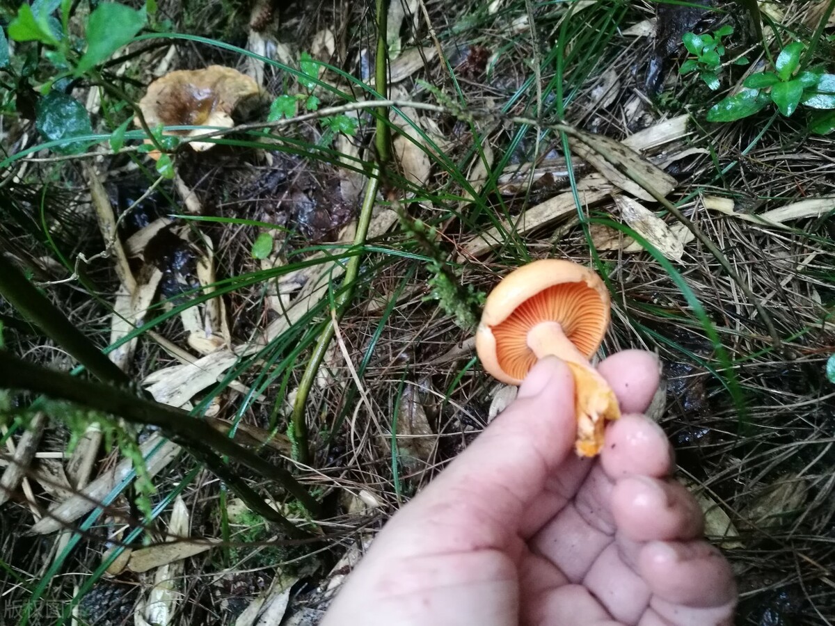 江西丘陵山区的清明菇,美味松乳菇