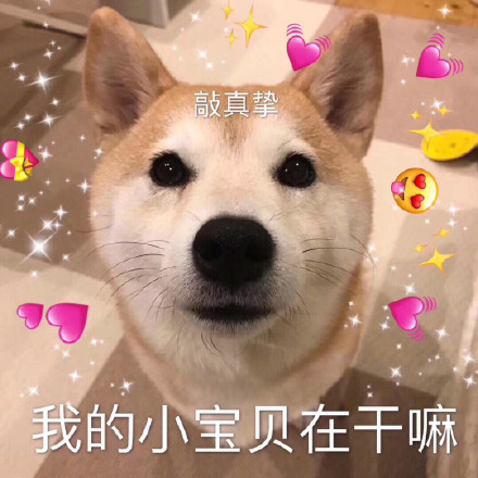 柴犬表情包合集｜你又不和我睡，你管我几点睡