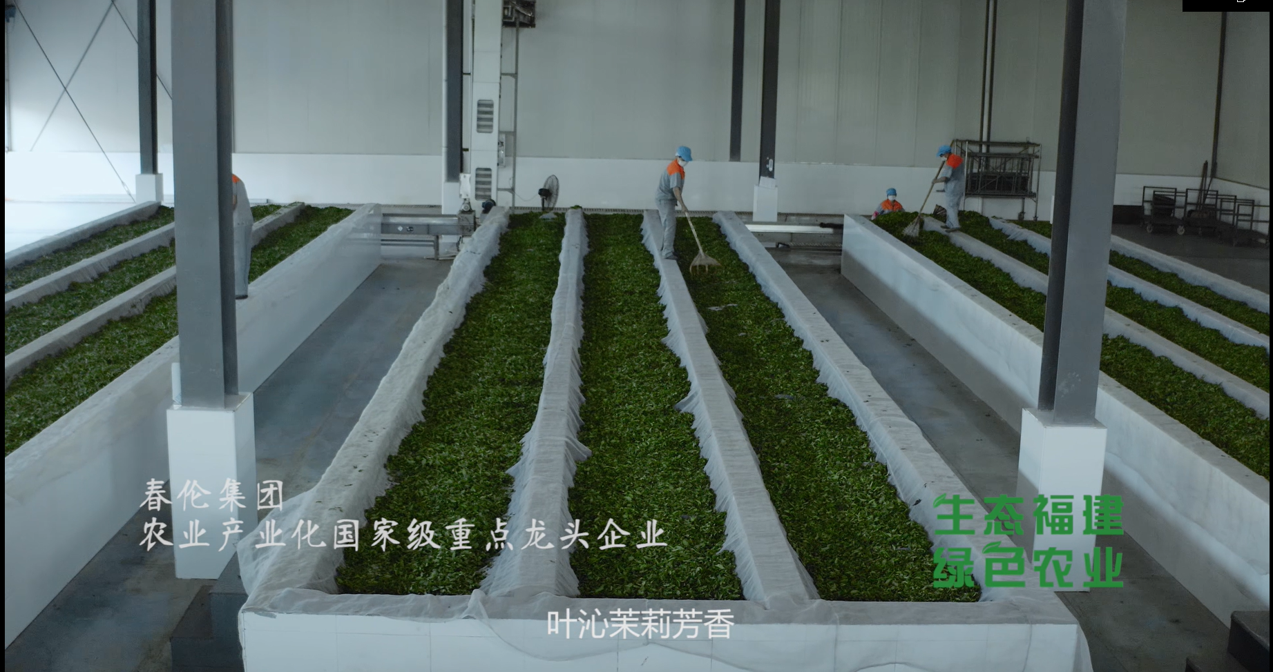 春茶正当时｜这2个福州茉莉花茶品牌一定值得购买！