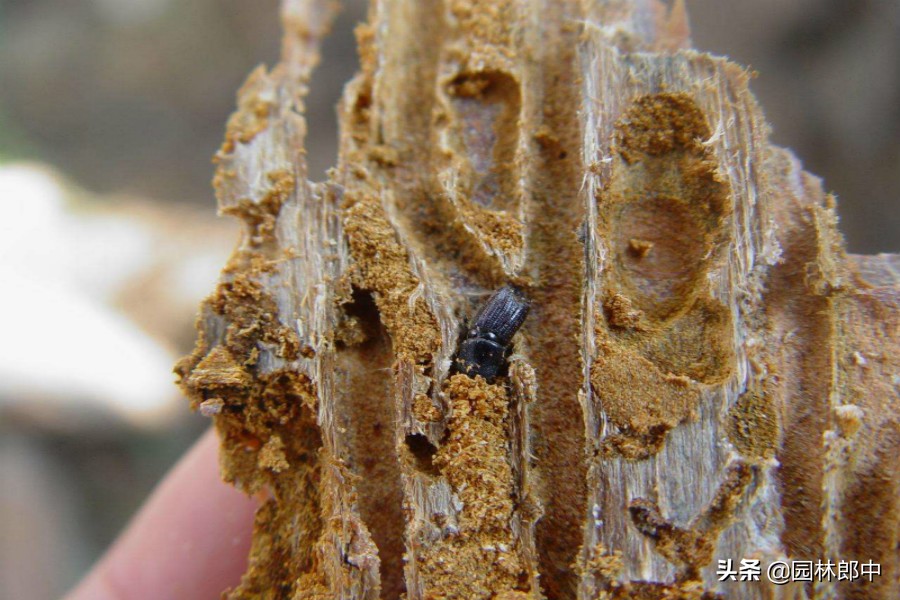 小虫子大危害,5~6月份小蠹虫危害高峰期,该如何进行防治?