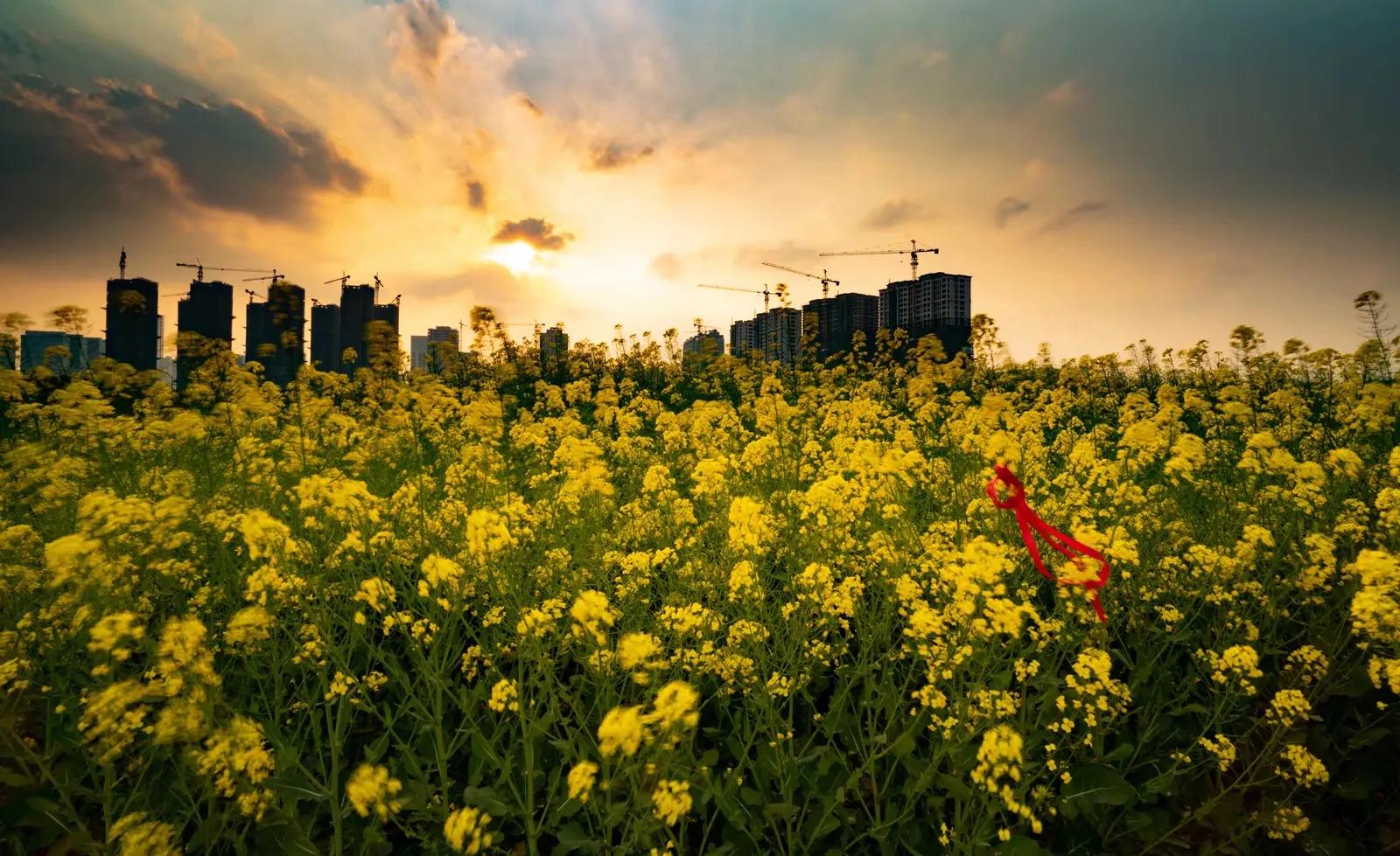 远看迎春花图片