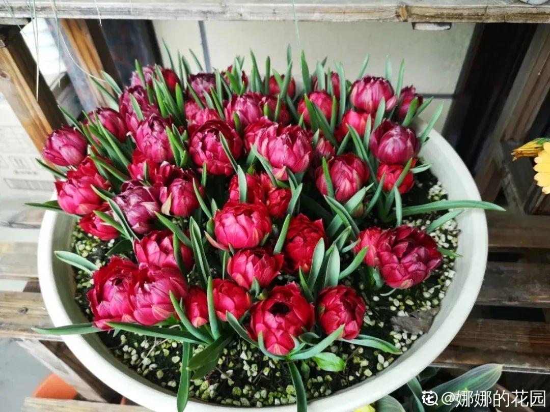 秋天必养的11种花,冬天特别耐寒,南北方都能养