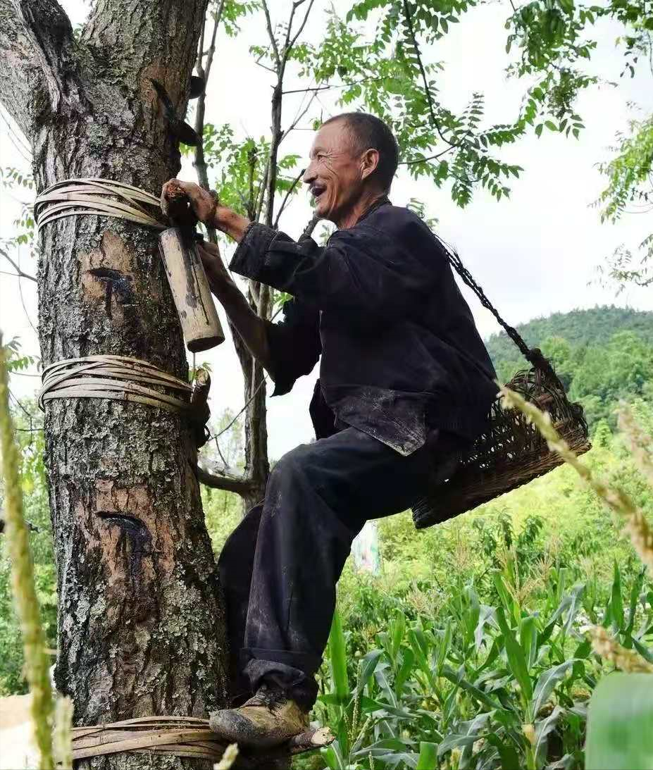 漆树过敏多少天能自愈(认识植物界的) - 青木春