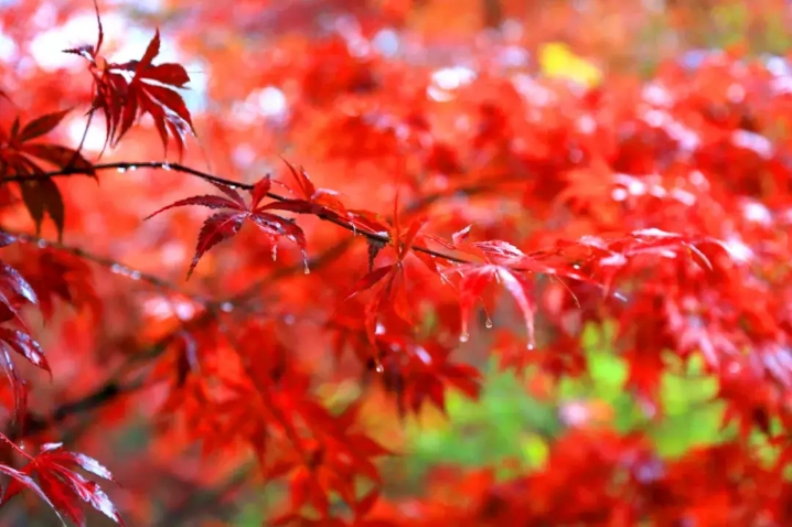 「原创」七律·画境诗天，醉美祖山