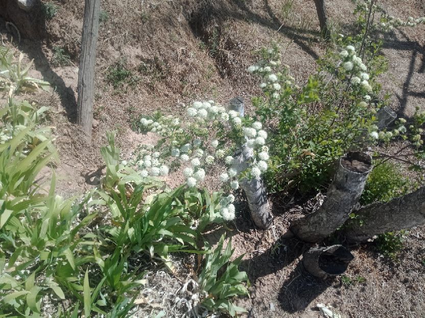《涞源春末夏初诗三首：花影流光与山韵的私语》