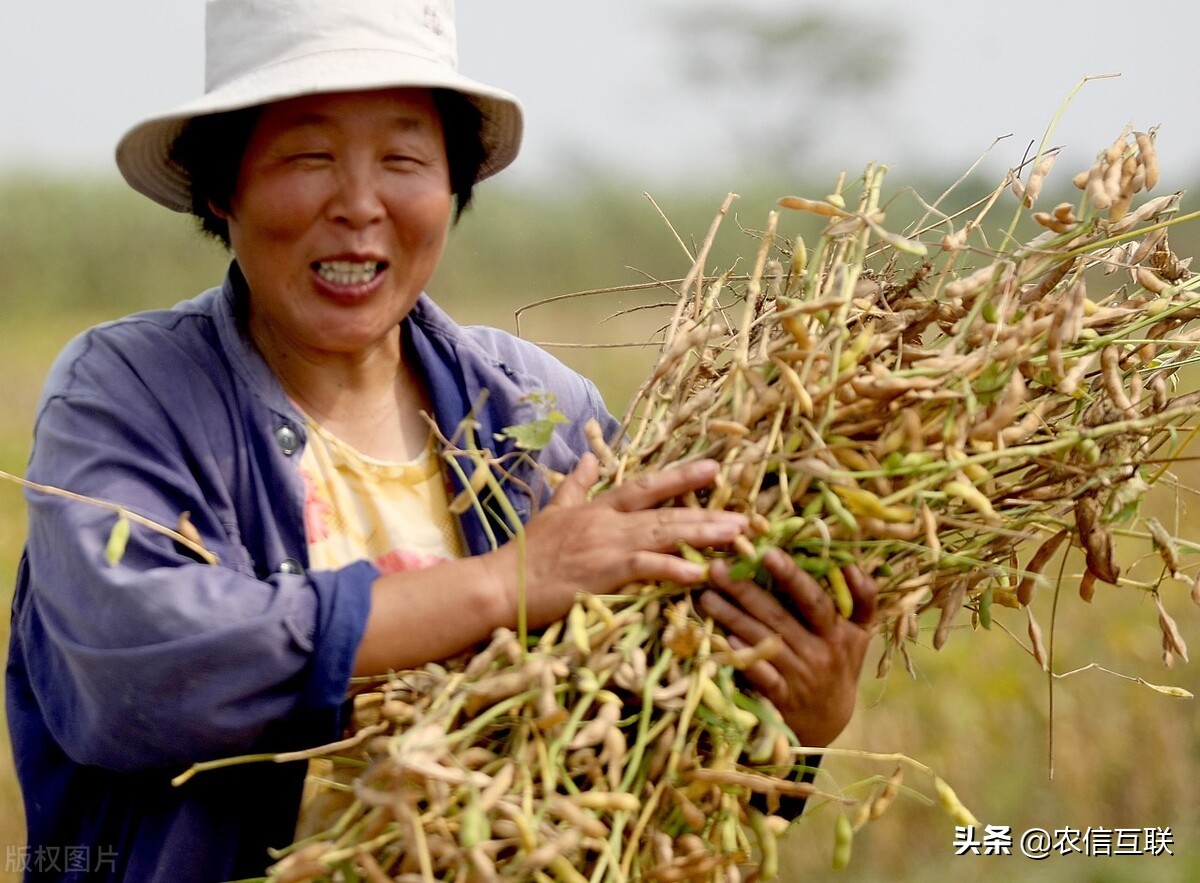 大豆大涨，豆油大涨，豆粕继续被按在地上摩擦