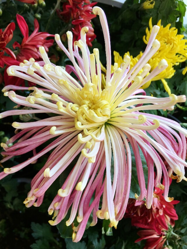 元稹：不是花中偏爱菊，此花开尽更无花