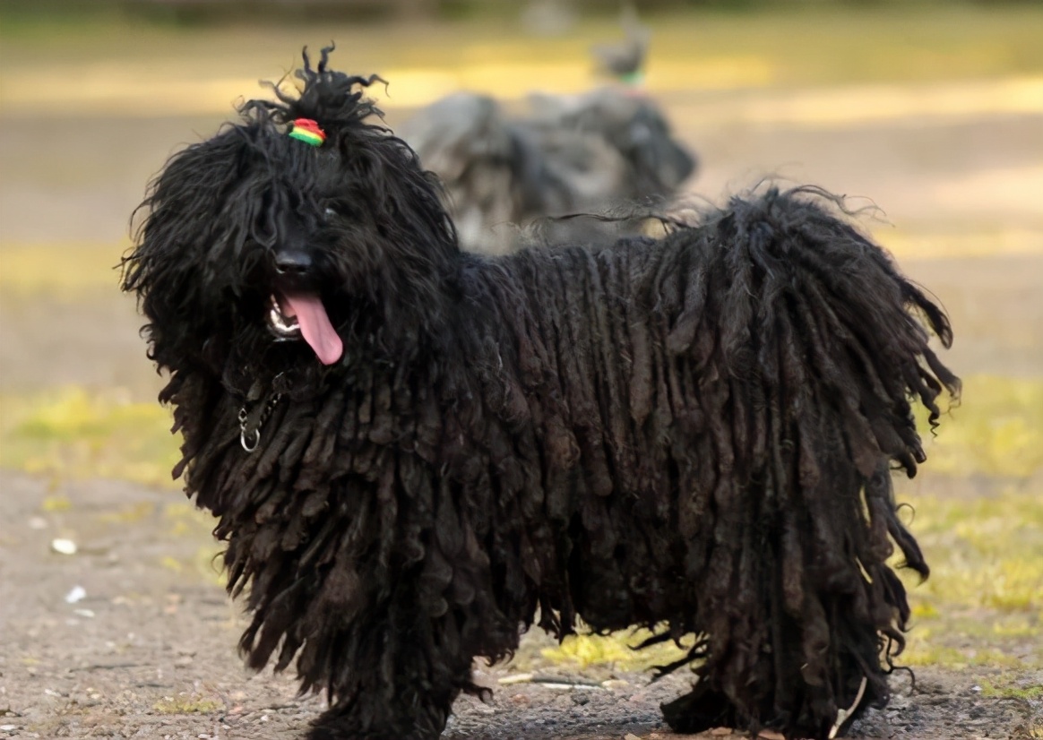 这6种“黑色”狗狗，都是很稀有的，你见过几种？