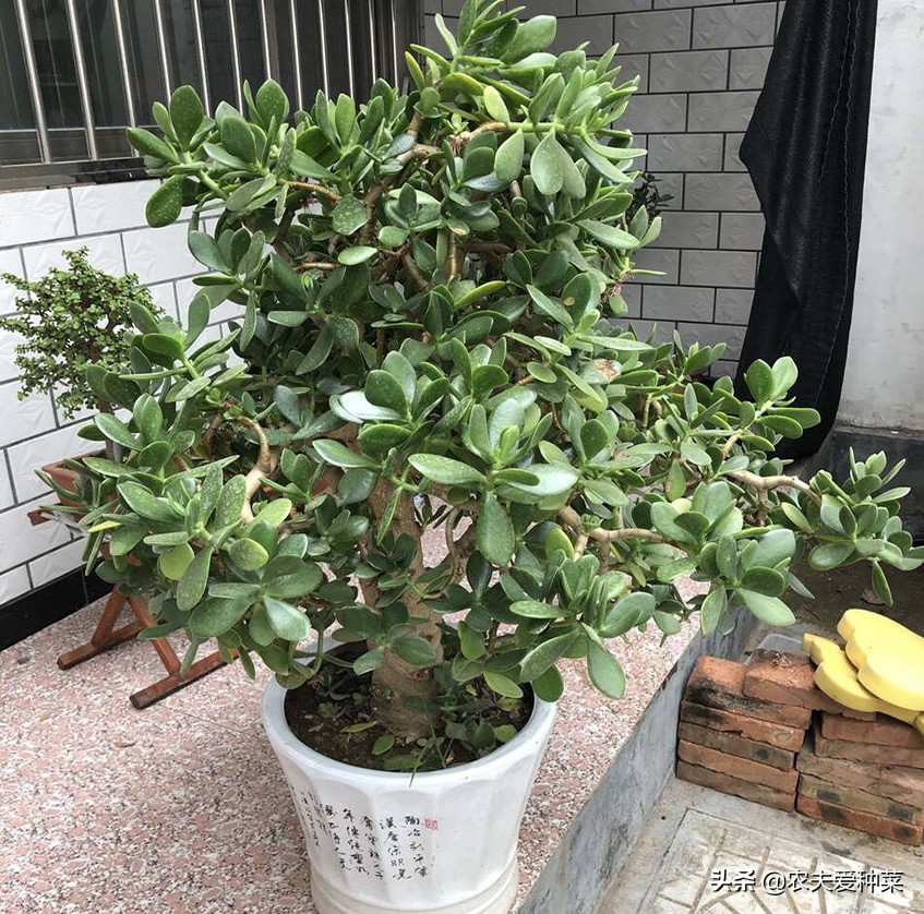 厚脸皮修剪方法图解(把"厚脸皮"养到"碗口粗",用了5年时间,可以当