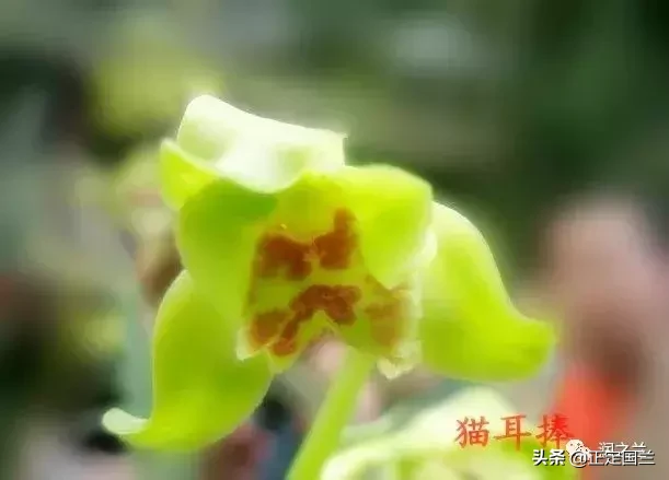 老手都不一定知道！兰花术语要点及鉴赏