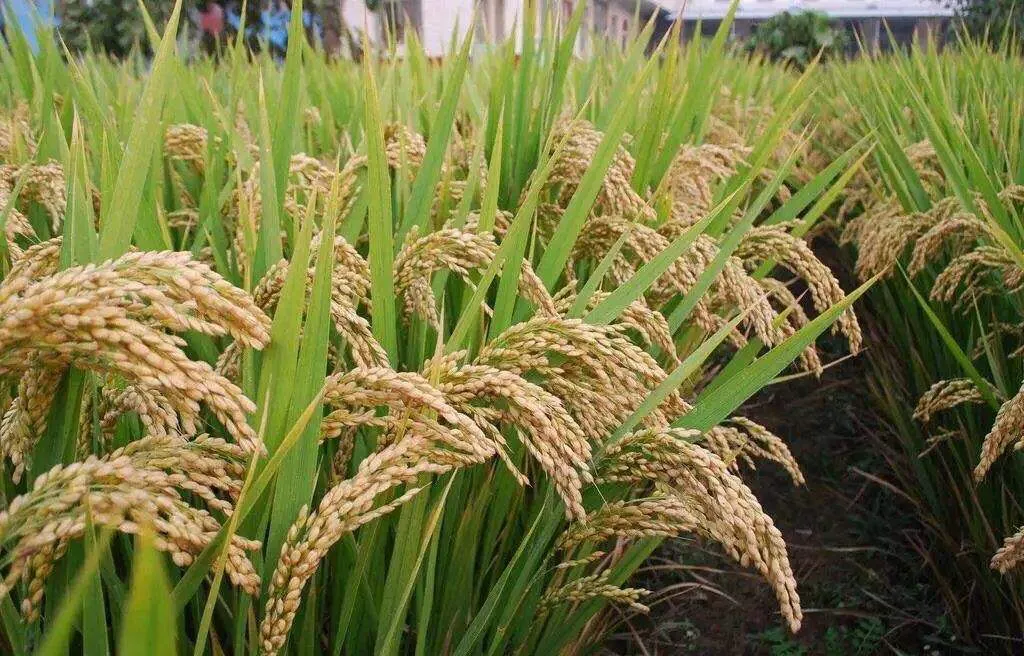 最早种植水稻的国家（世界农业之最早种植水稻知识点分享）