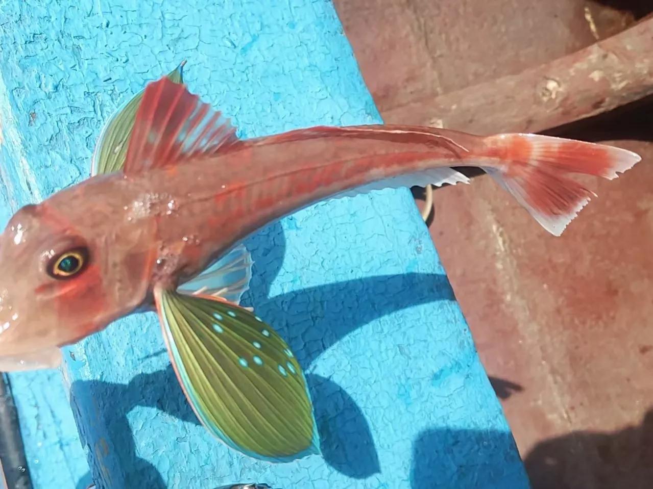 海魚的種類圖片,海魚種類名稱圖片大全