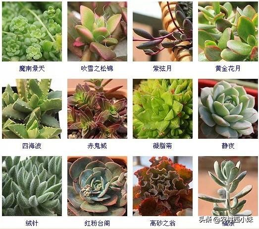 多肉的种类名字（144种多肉植物常见品种名称大全）