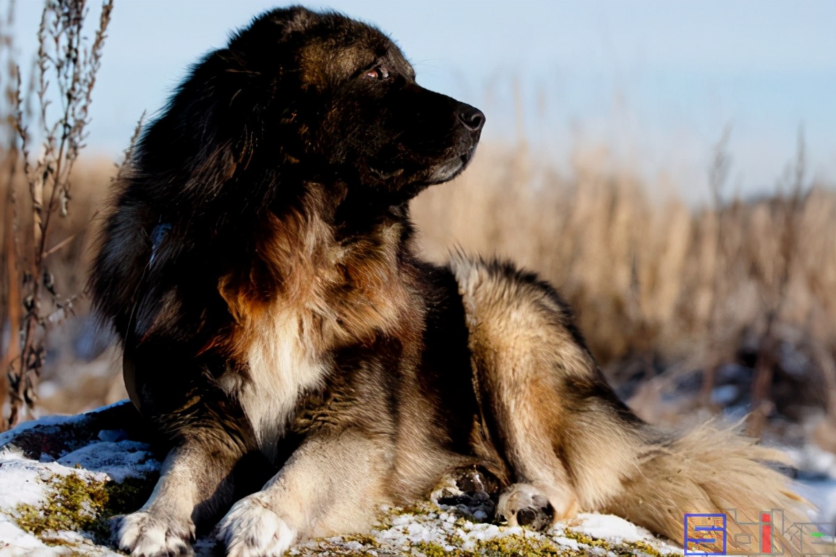 十大猛犬(Sbike动植物百科：国际犬业联盟公布的世界十大猛犬排行)