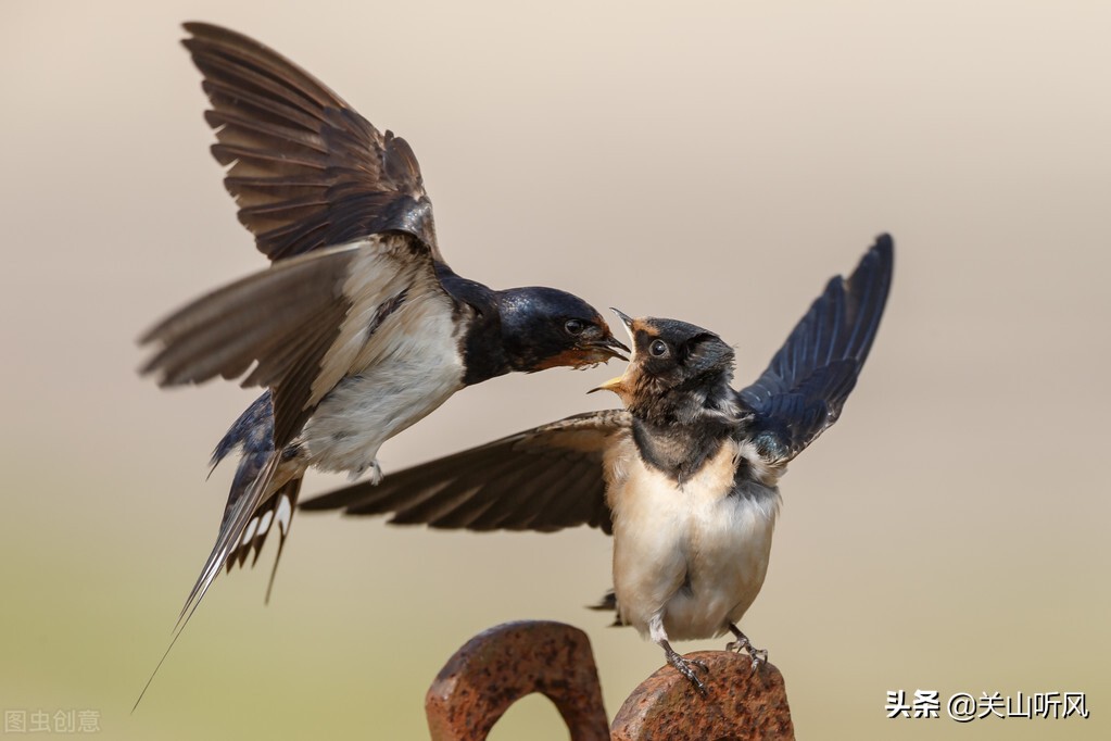 为啥喜鹊不在其中?