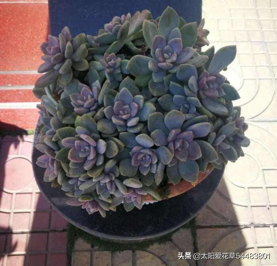 9种口碑非常好的多肉，易养护，出状态又仙又美