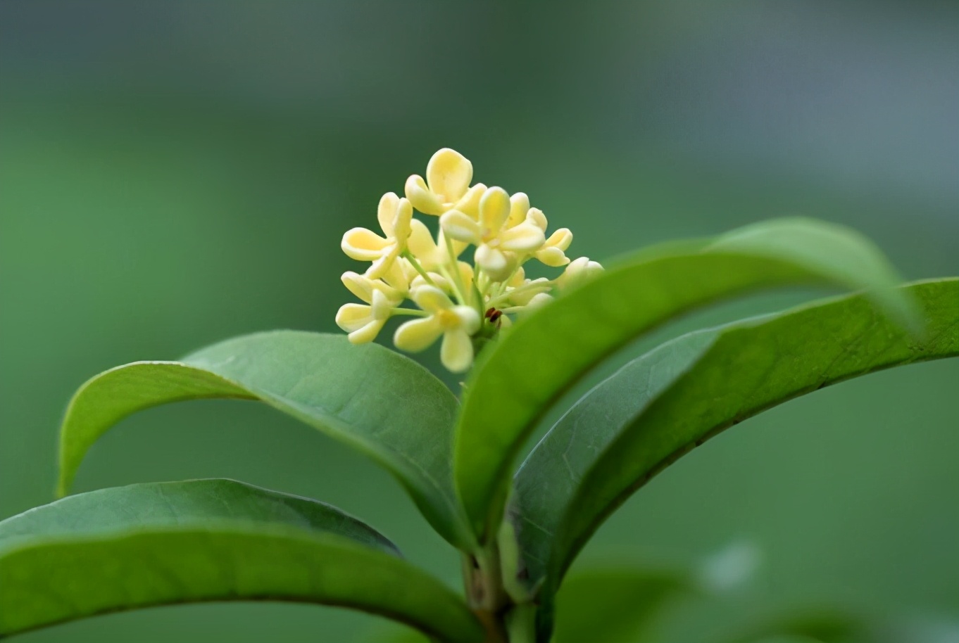 月桂树与桂花树的区别（四季桂和月桂的不同点）