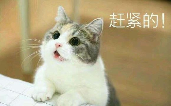 小猫咪叫老婆表情包