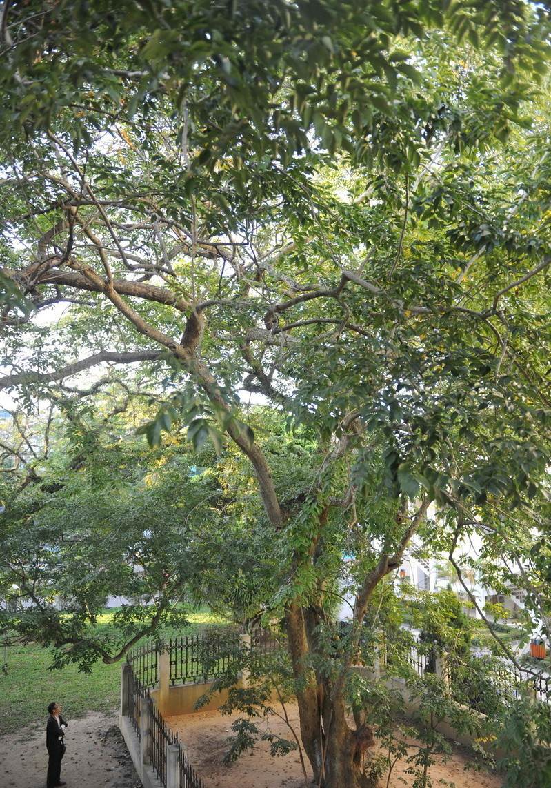 黄花凤梨木树图图片