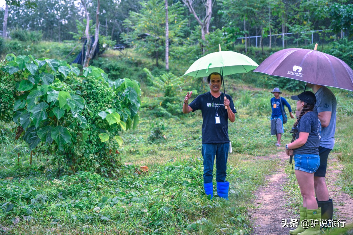 意大利人在泰国，建了9间泳池别墅！500元起，颇受中国人欢迎