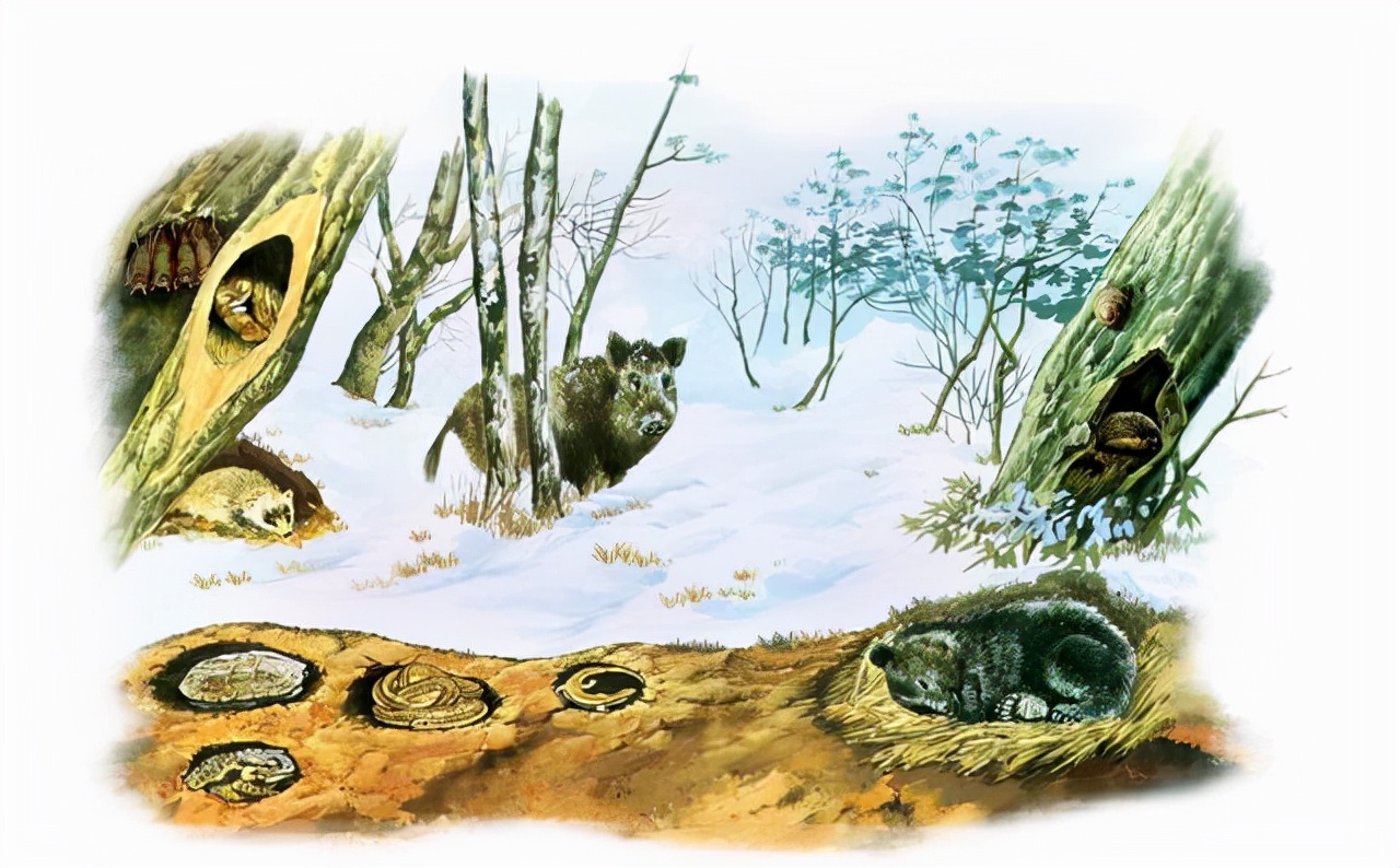 冬眠的动物有哪些动物冬眠的原因分析