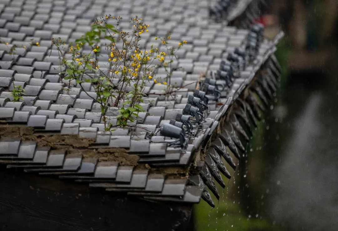 六月人间 | 古城之韵，烟雨蒙蒙让人沉醉