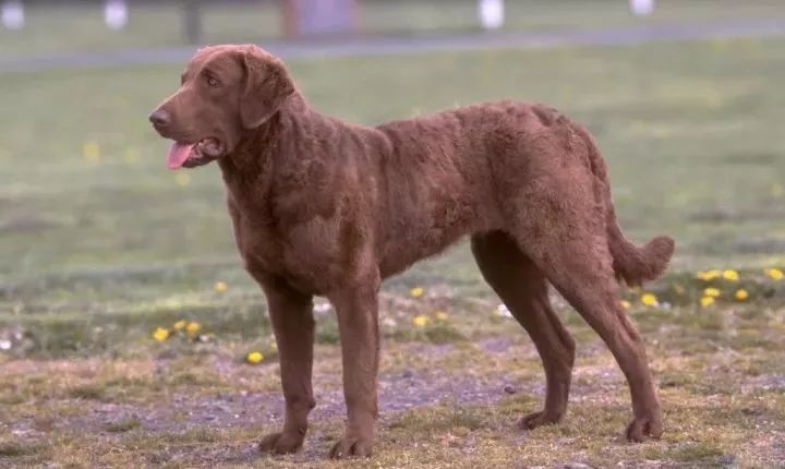 世界犬种智商排名榜前 30 名的聪明狗狗
