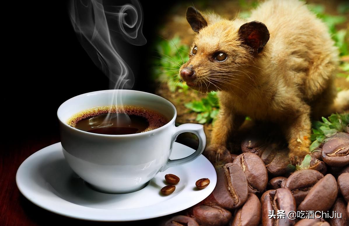 我喝的猫屎咖啡，真的是“猫屎”做的吗？