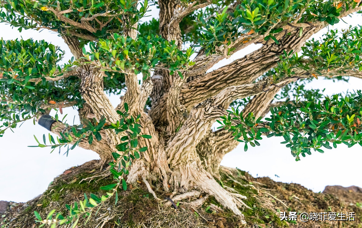 黄杨,又叫黄杨木,千年矮,常绿灌木或小乔木,树干灰白光洁,枝条密生,枝