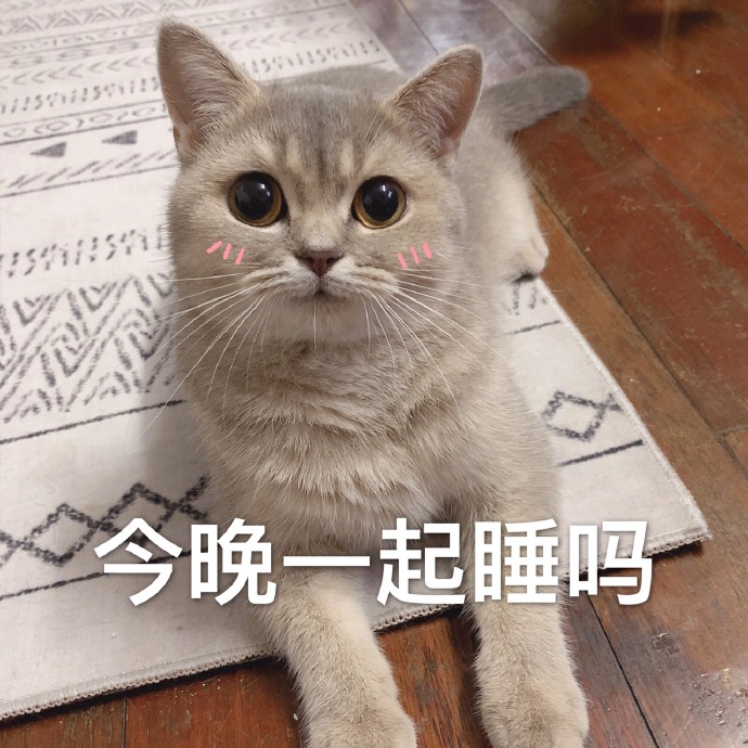 猫咪表情包｜今晚一起睡吗