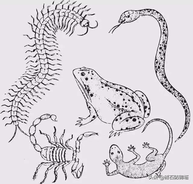 壁虎在家里是什么征兆,壁虎在家里是什么征兆會咬人嗎