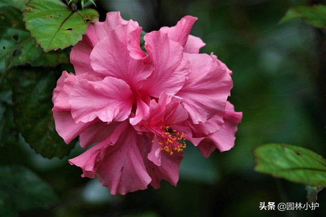 芙蓉颜色都有哪些（盘点芙蓉花的五大色系）