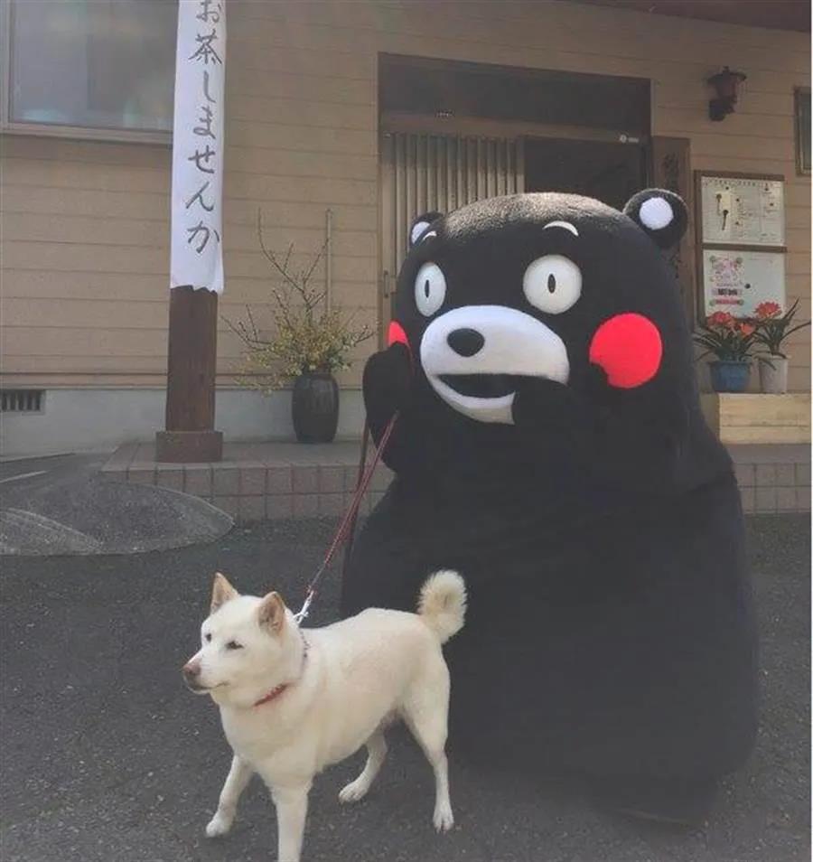 顶级旧官立大学，位于熊本熊的故乡，熊本大学比你想象得更厉害