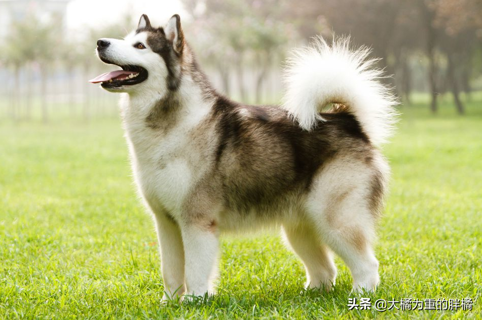 谁说大型犬不能居家喂养！这5种狗狗体型虽大却温柔，肯定不拆家
