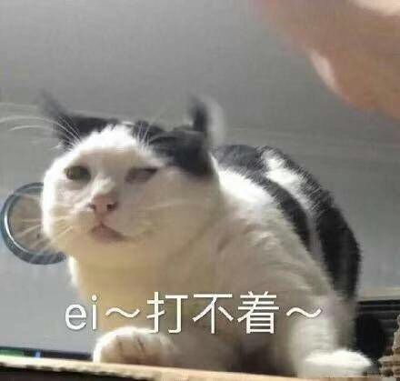 猫咪表情包合集｜大人说话，小孩别插嘴