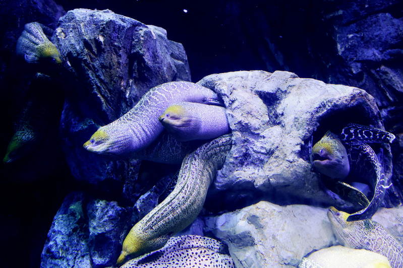 三天三夜欢乐长隆之旅（附攻略）