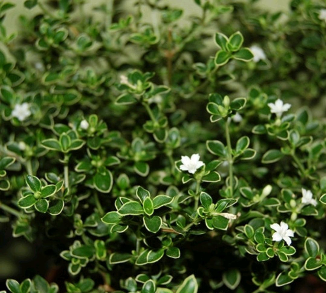 绿化树品种大全(100种绿化带或路边常见的花草树木)