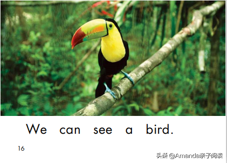 海尼曼绘本13：At the zoo 跟着Amanda一起逛动物园