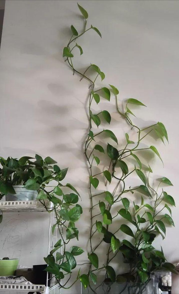 绿萝枝条进行固定,让绿萝顺着墙壁进行攀爬生长,这样就可以养出绿萝墙