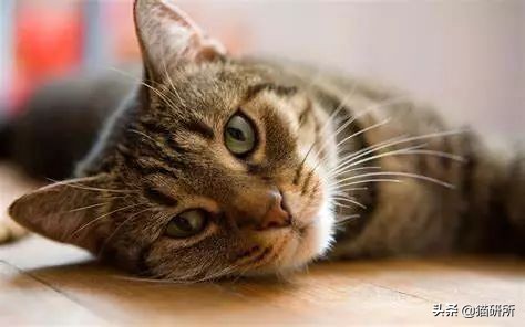 怀疑猫咪有寄生虫，铲屎官如何排查？