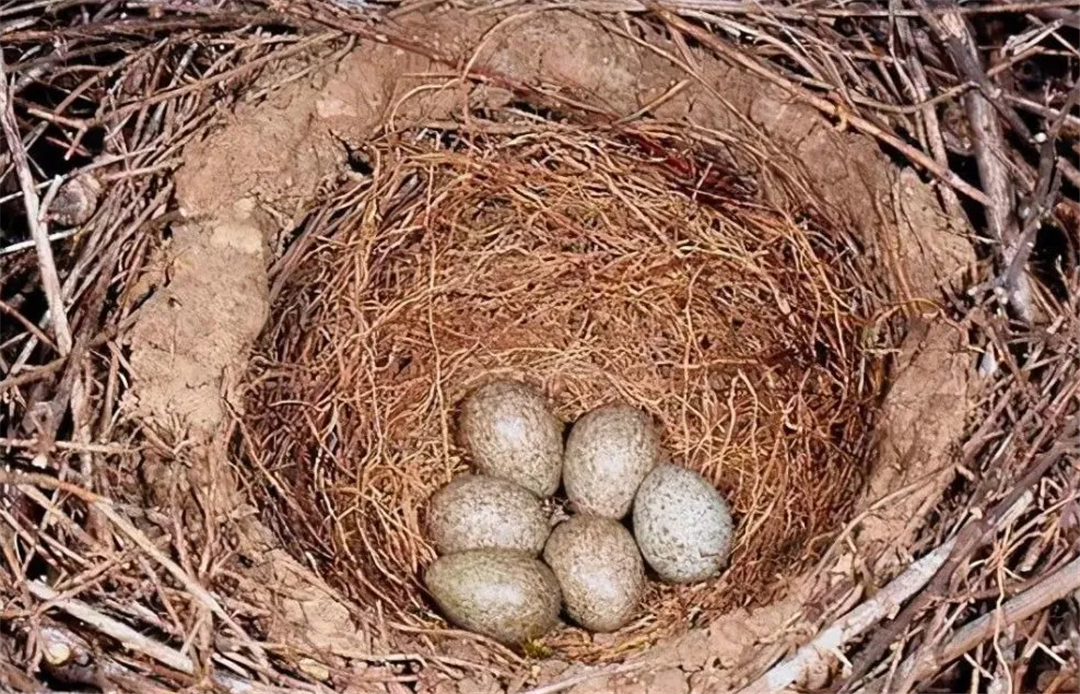 很多人都在好奇,外表如此草率的喜鹊窝,为啥能起到遮挡风雪的作用?