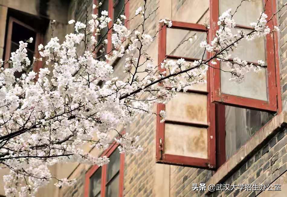 常年霸占热搜的武汉大学，除了樱花，还有什么可