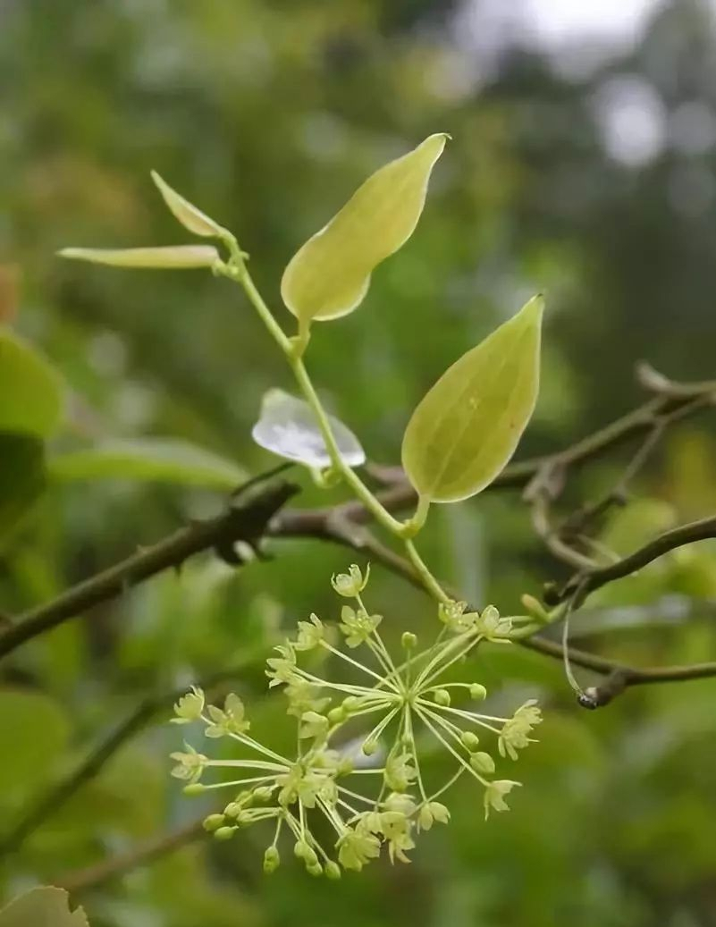 植物名字的有趣故事（那些有趣的植物名字速看）