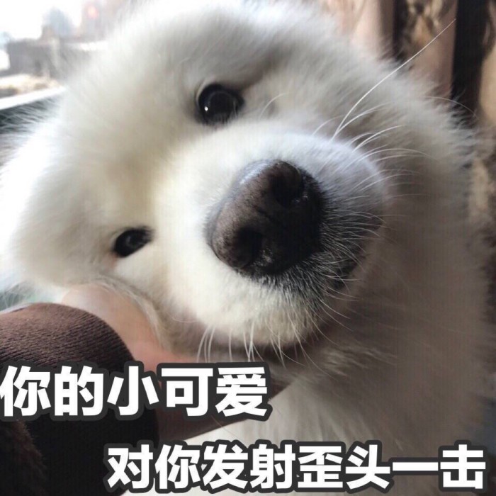 表情包：抱紧我的小娇妻