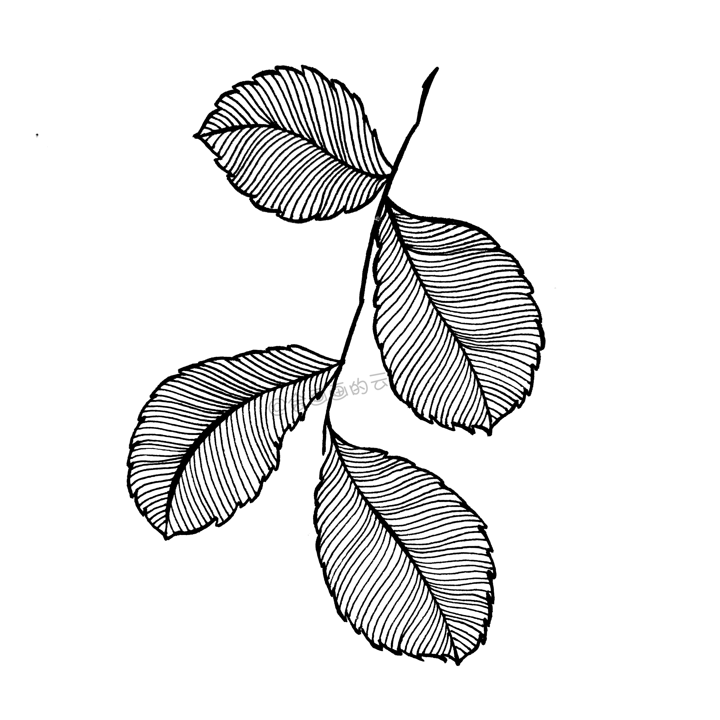 然后加粗叶子的线条,对叶子内部线条进行分组;003,在每个组里面画具体