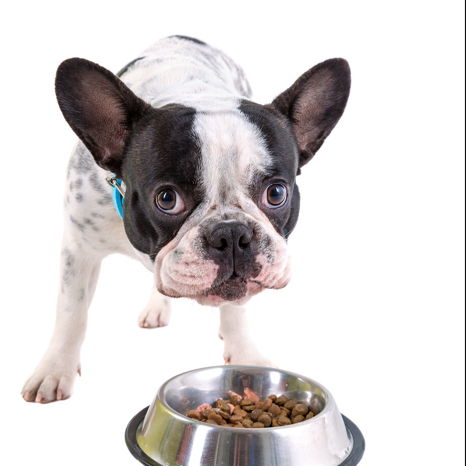 狗粮测评，6款热门狗粮怎么选？